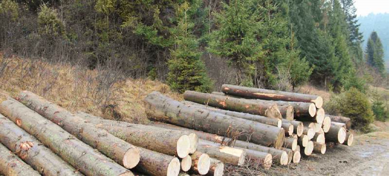 Export of high quality timber from Carpathian Forest