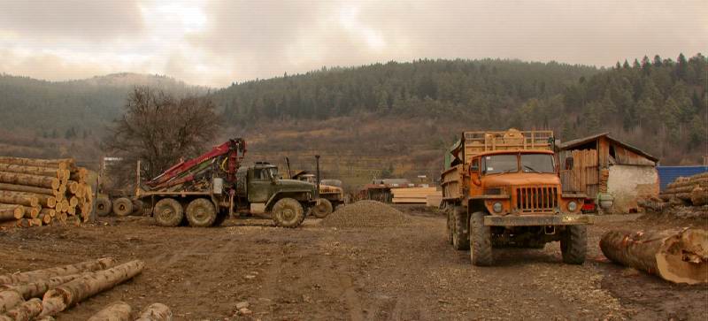 Export of high quality timber from Carpathian Forest