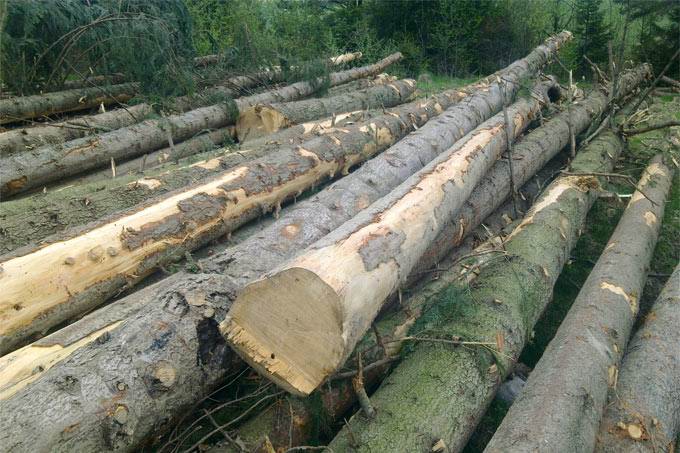 product company - logs